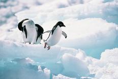 Adelie Penguins (Pygoscelis Adeliae) Antarctica-Ann Manner-Photographic Print