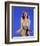 Ann-Margret-null-Framed Photo