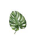 Monstera II-Ann Solo-Art Print