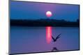 Premium Photographic Print