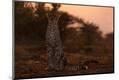 Photographic Print