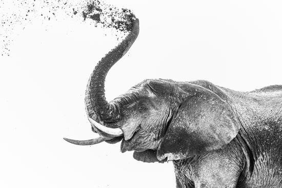 Photographic Print, , large