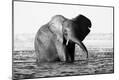 Photographic Print