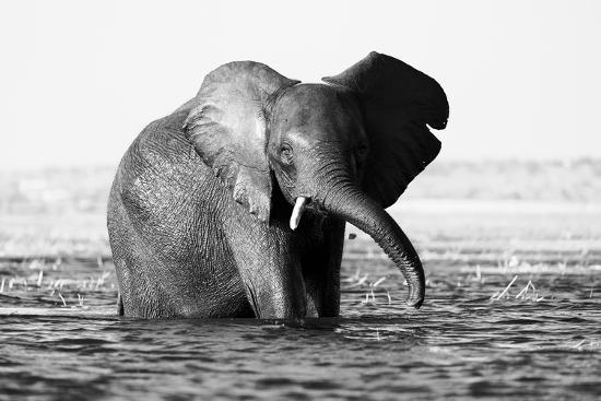 Photographic Print, , large