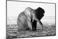 Photographic Print
