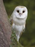 Female Barn Owl, Tyto Alba, World Owl Trust, Muncaster Castle, Ravenglass, Cumbria, UK, Captive-Ann & Steve Toon-Photographic Print