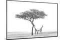 Photographic Print