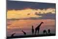 Photographic Print