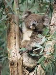 Koala Bear, Phascolarctos Cinereus, Among Eucalypt Leaves, South Australia, Australia-Ann & Steve Toon-Photographic Print