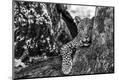 Photographic Print