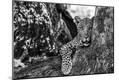 Photographic Print