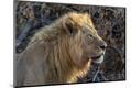 Premium Photographic Print