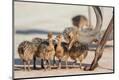 Premium Photographic Print