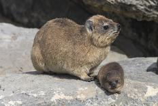 Rock Hyrax (Dassie) (Procavia Capensis), with Baby, De Hoop Nature Reserve, Western Cape, Africa-Ann & Steve Toon-Photographic Print