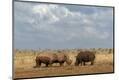 Photographic Print