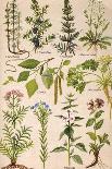 Healing Plants 1904 Pl.2-Anna Fischer-Duckelmann-Mounted Photographic Print