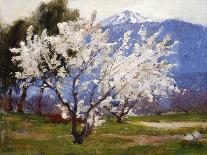 Almond Blossoms Near Banning-Anna Hills-Stretched Canvas