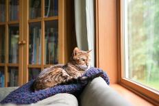 Bengal Mix Cat Relaxing on Indigo Blue Blanket by Large Window Looking Outside-Anna Hoychuk-Photographic Print