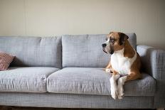 Boxer Mix Dog Laying on Gray Sofa at Home Looking in Window-Anna Hoychuk-Framed Premier Image Canvas