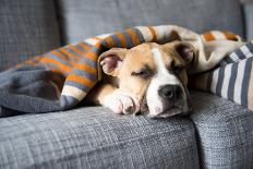 Bulldog Mix Puppy Sleeping on Gray Sofa at Home-Anna Hoychuk-Photographic Print