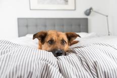 Cute Rottweiler Mix Puppy Sleeping on Striped White and Gray Sheets on Human Bed Looking at Camera-Anna Hoychuk-Photographic Print