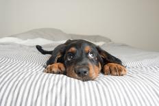 Cute Rottweiler Mix Puppy Sleeping on Striped White and Gray Sheets on Human Bed Looking at Camera-Anna Hoychuk-Photographic Print