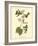 Anna Hummingbird-John James Audubon-Framed Giclee Print