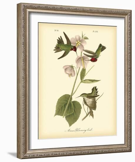 Anna Hummingbird-John James Audubon-Framed Giclee Print