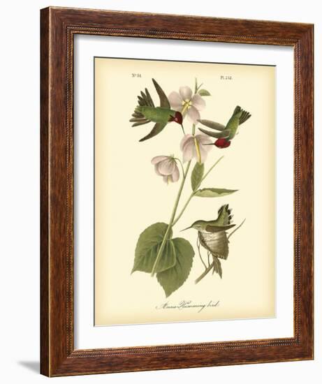 Anna Hummingbird-John James Audubon-Framed Giclee Print