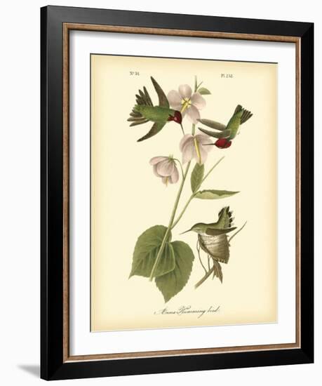 Anna Hummingbird-John James Audubon-Framed Giclee Print