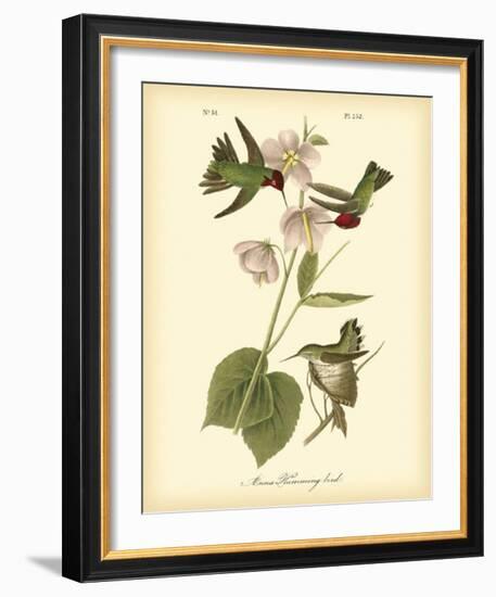 Anna Hummingbird-John James Audubon-Framed Giclee Print