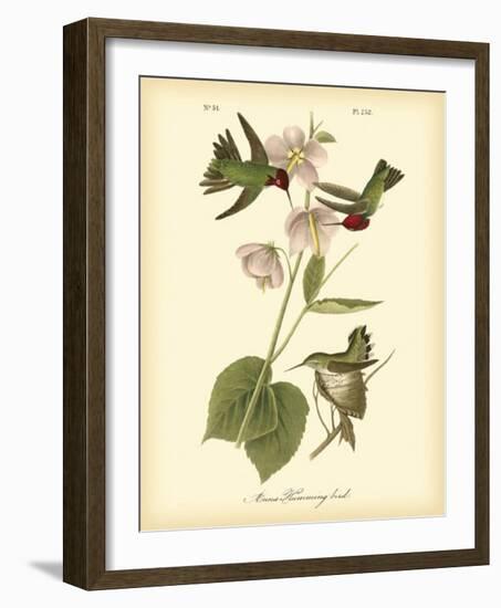 Anna Hummingbird-John James Audubon-Framed Giclee Print