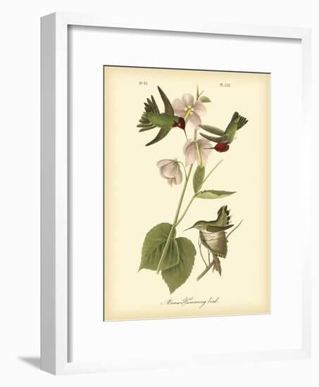 Anna Hummingbird-John James Audubon-Framed Art Print