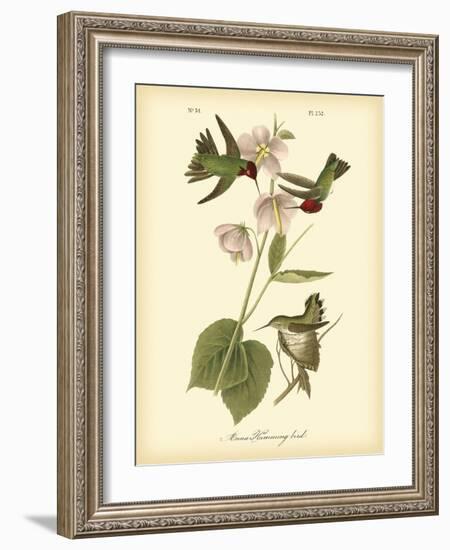 Anna Hummingbird-John James Audubon-Framed Art Print