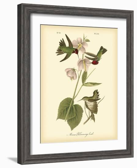 Anna Hummingbird-John James Audubon-Framed Art Print