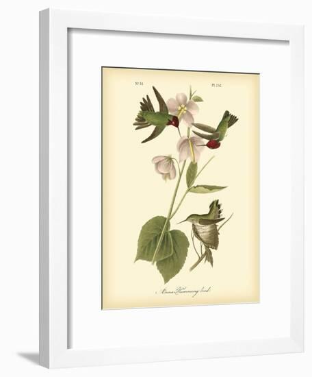 Anna Hummingbird-John James Audubon-Framed Art Print