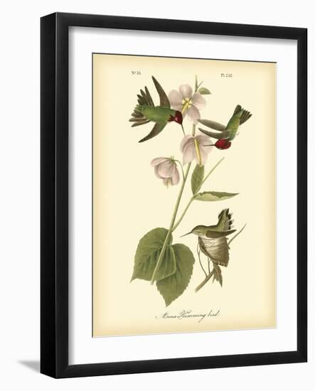 Anna Hummingbird-John James Audubon-Framed Art Print