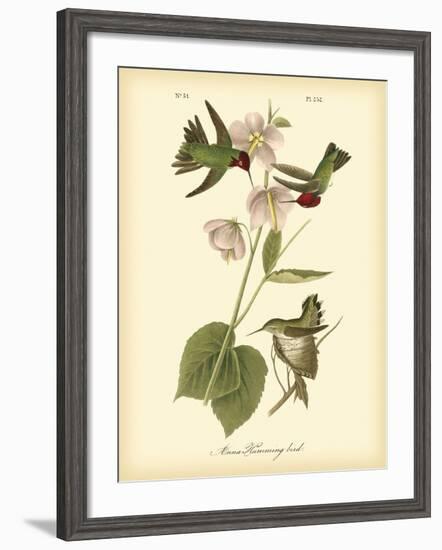 Anna Hummingbird-John James Audubon-Framed Art Print