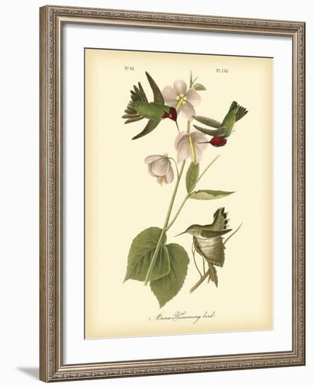 Anna Hummingbird-John James Audubon-Framed Art Print