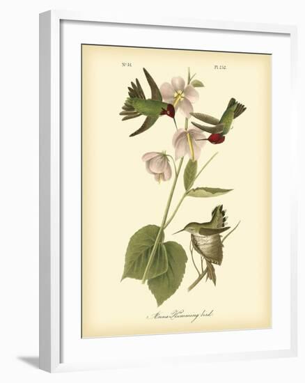 Anna Hummingbird-John James Audubon-Framed Art Print