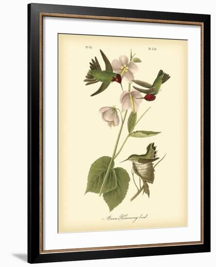 Anna Hummingbird-John James Audubon-Framed Art Print