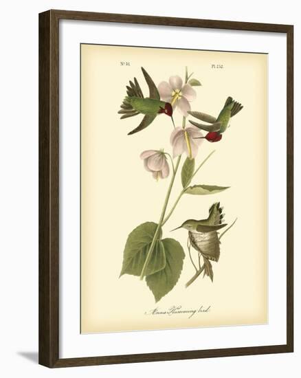 Anna Hummingbird-John James Audubon-Framed Art Print