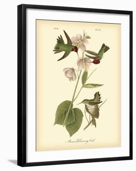 Anna Hummingbird-John James Audubon-Framed Art Print