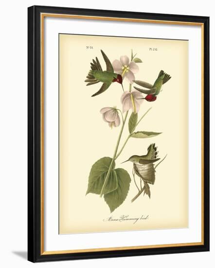 Anna Hummingbird-John James Audubon-Framed Art Print