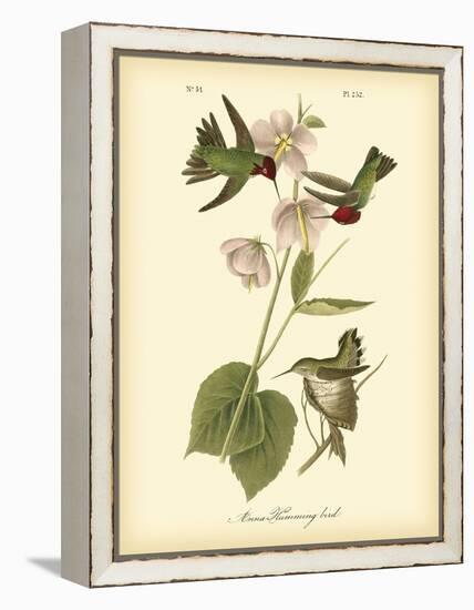 Anna Hummingbird-John James Audubon-Framed Stretched Canvas