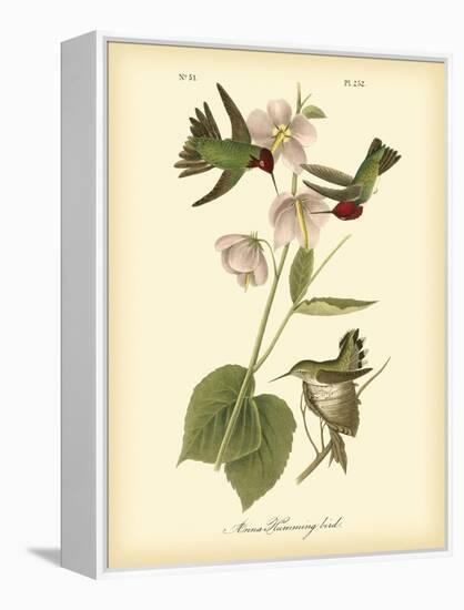 Anna Hummingbird-John James Audubon-Framed Stretched Canvas