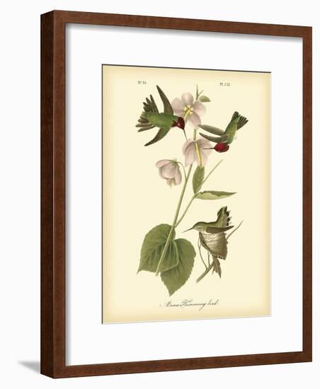 Anna Hummingbird-John James Audubon-Framed Premium Giclee Print