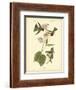 Anna Hummingbird-John James Audubon-Framed Art Print