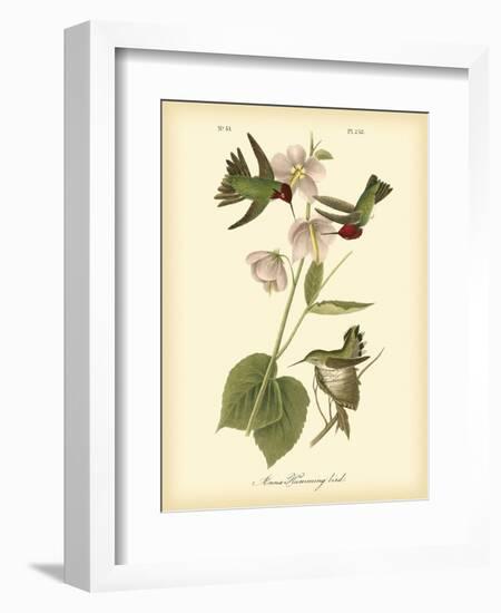 Anna Hummingbird-John James Audubon-Framed Art Print