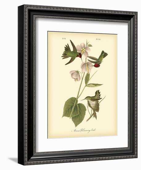 Anna Hummingbird-John James Audubon-Framed Art Print